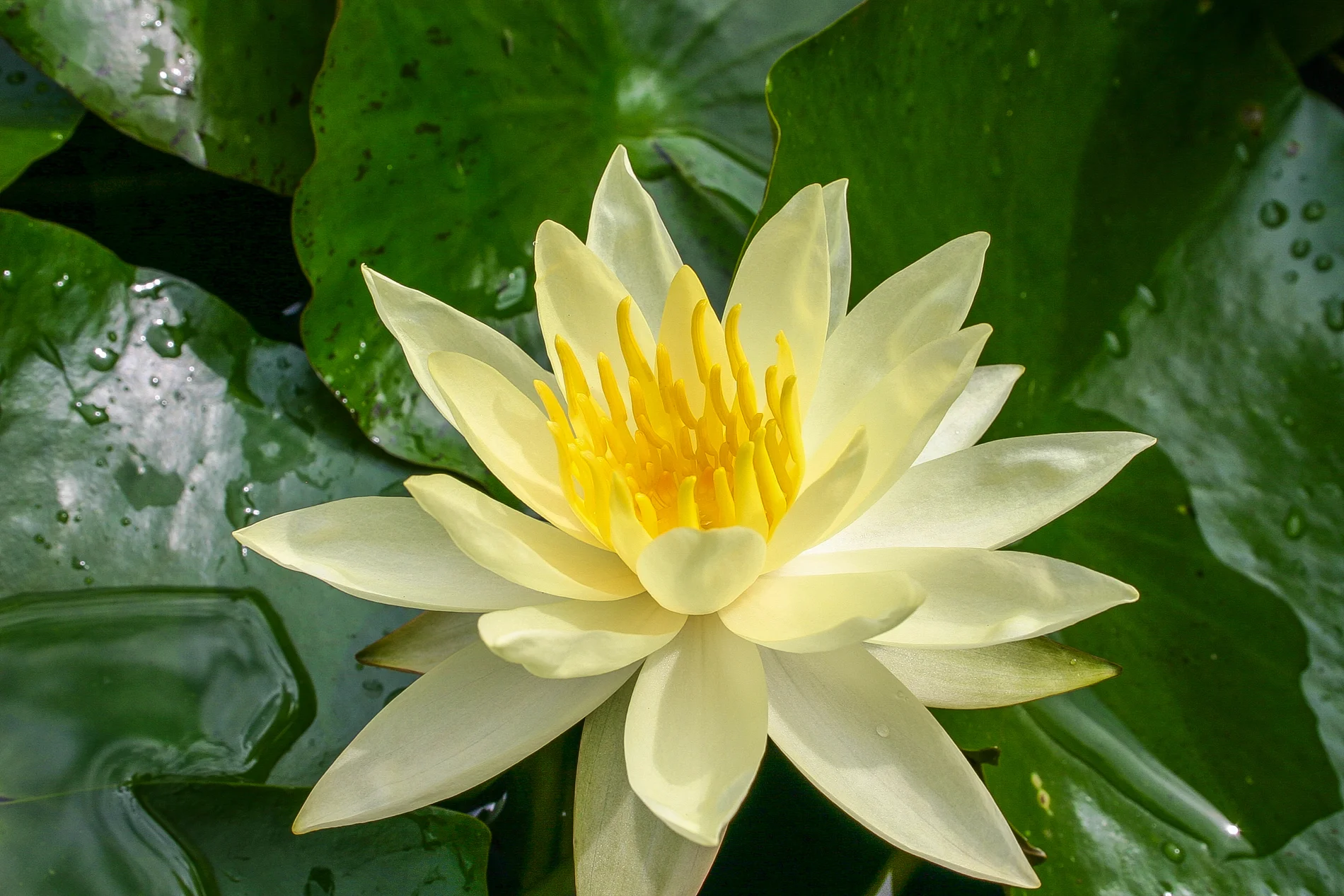新田恵海　the betty nymph Nymphaea 'Betsy Sakata' — Florida Aquatic Nurseries